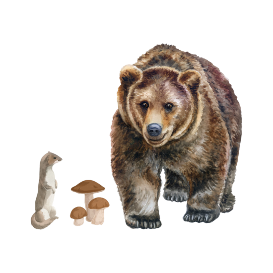 Bär Wiesel